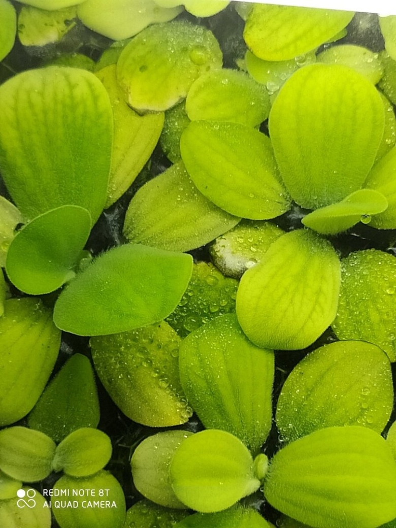 Пистия аквариумное растение