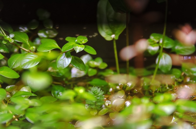 Надводные растения для аквариума