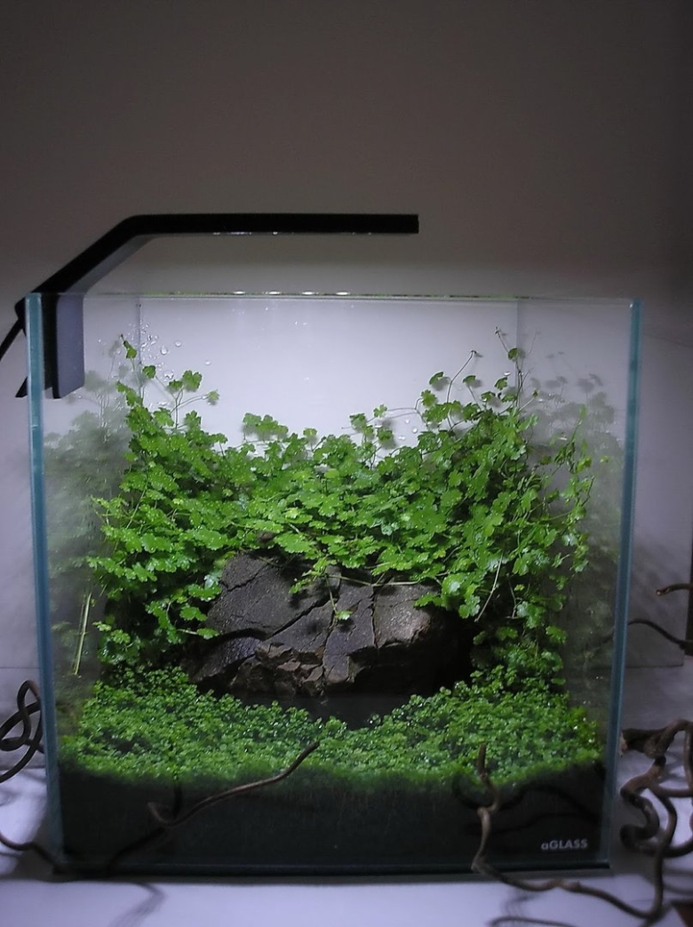 Адиантум палюдариум