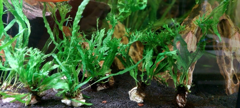 Папоротник таиландский Винделова