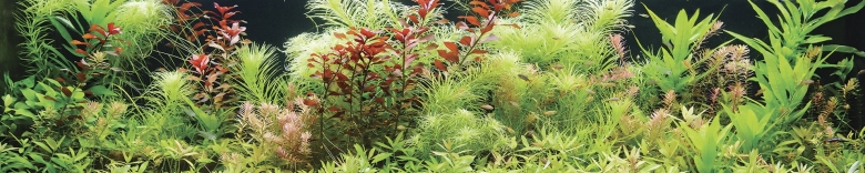 Лимнофила Вьетнам мини