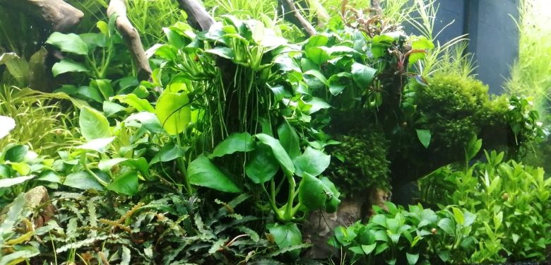 Анубиас Нана Петит