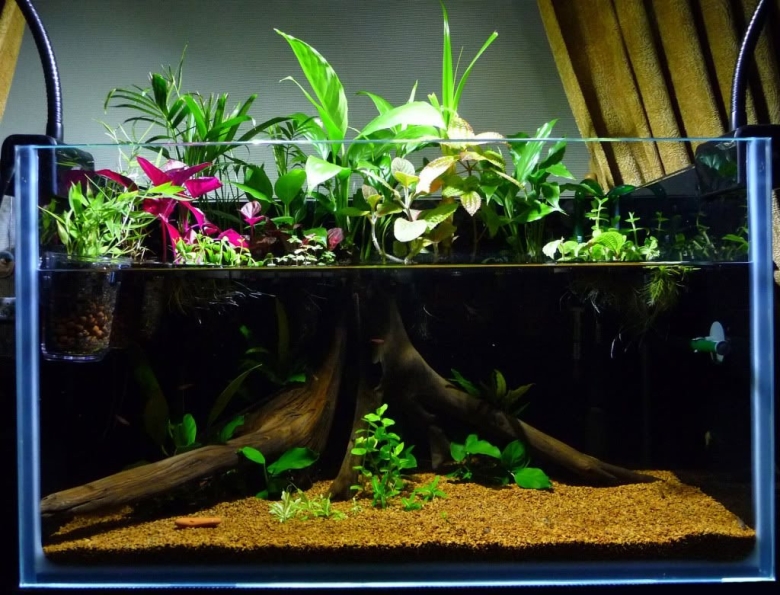 Аквариум палюдариум