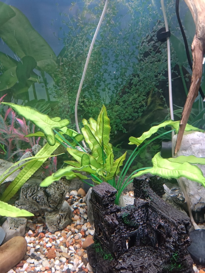 Аквариумное растение анубиас