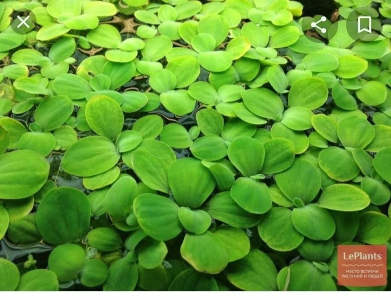 Лимнобиум пистия