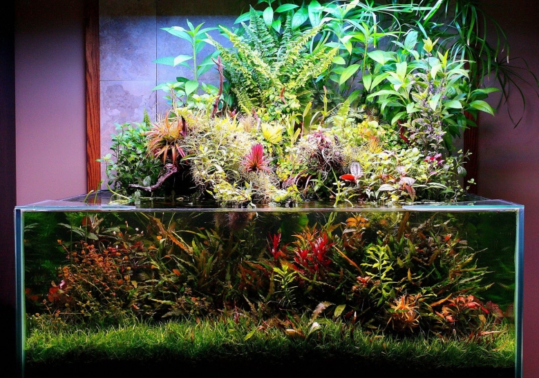 Палюдариум мангровый