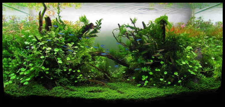 Анубиас палюдариум