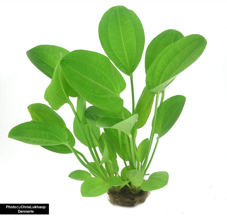 Эхинодорус сердцелистный