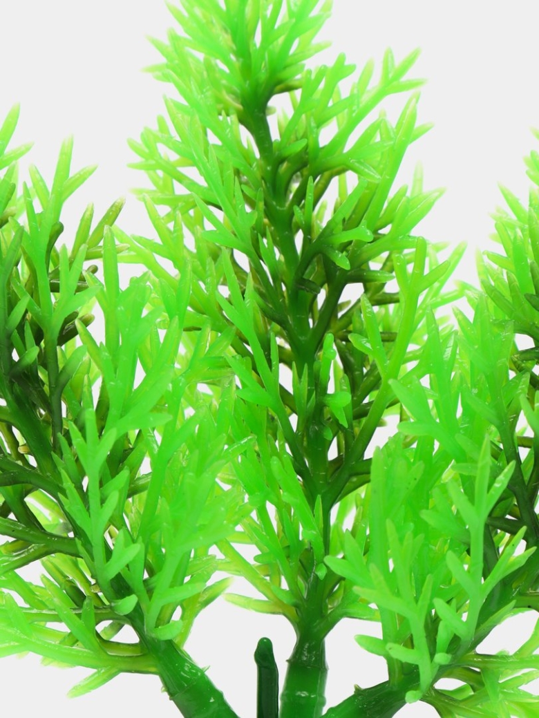 Растение для аквариума