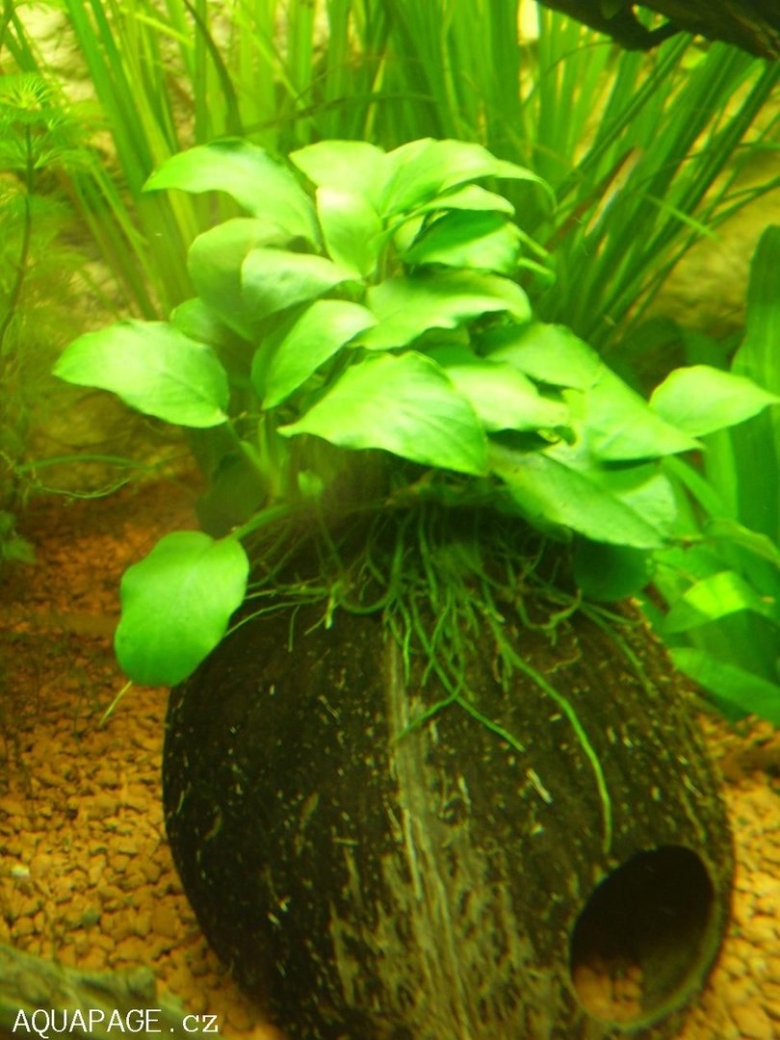 Анубис аквариумное растение