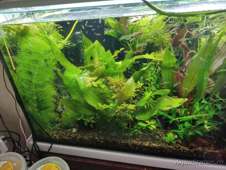 Аквариумное растение