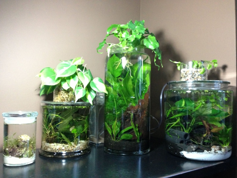 Палюдариумные растения