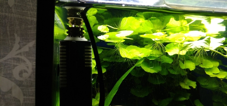 Пистия аквариумное растение