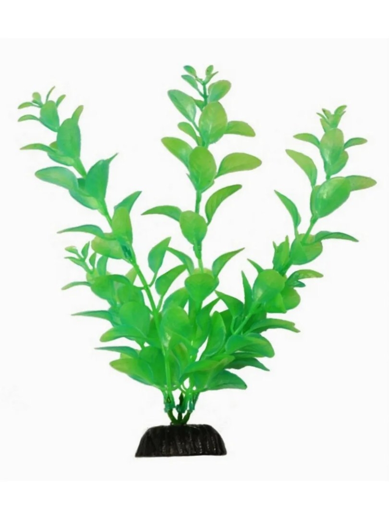 Растение для аквариума barbus