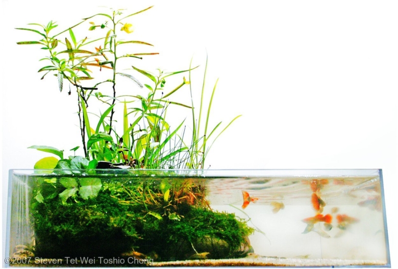 Акваскейп с бамбуком