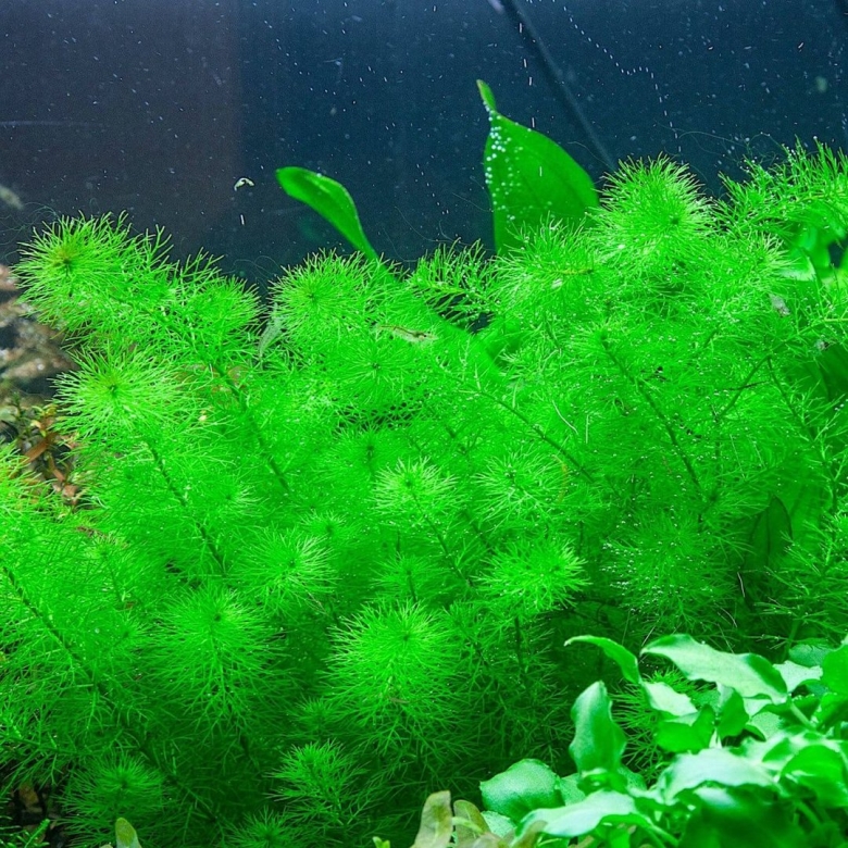 Лимнофила амбулия водная