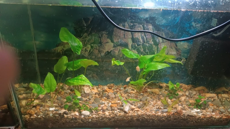 Медленный травник аквариум