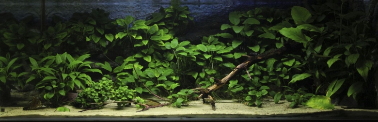 Анубиас Нана аквариумное растение