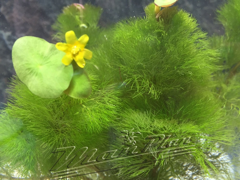 Кабомба Каролинская аквариумное