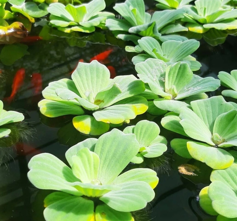 Водяная капуста пистия