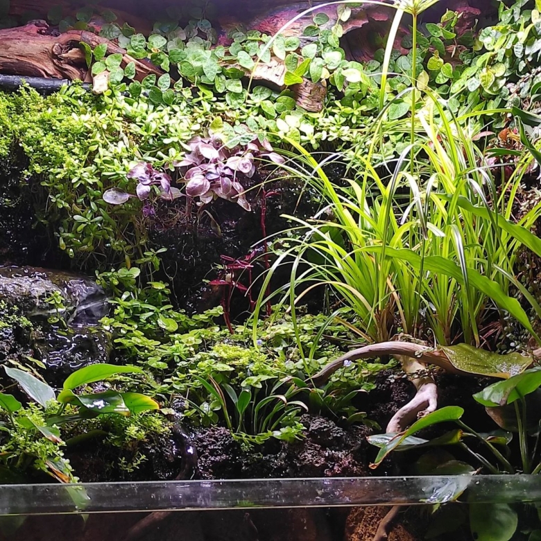 Палюдариум для хамелеона