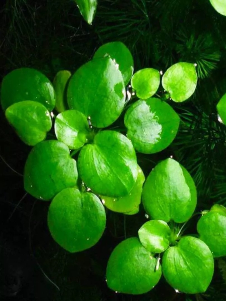 Лимнобиум побегоносный