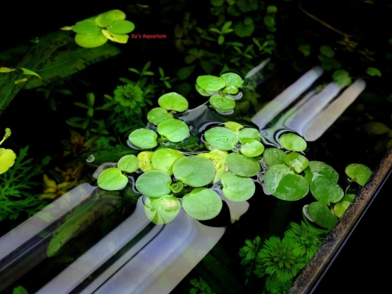 Лимнобиум аквариумное растение