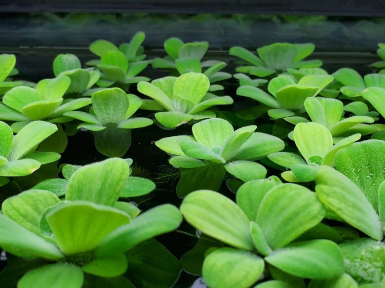 Пистия аквариумное растение