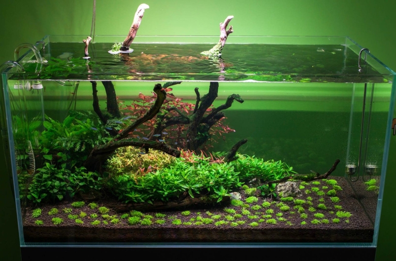 Растения в аквариуме для новичков