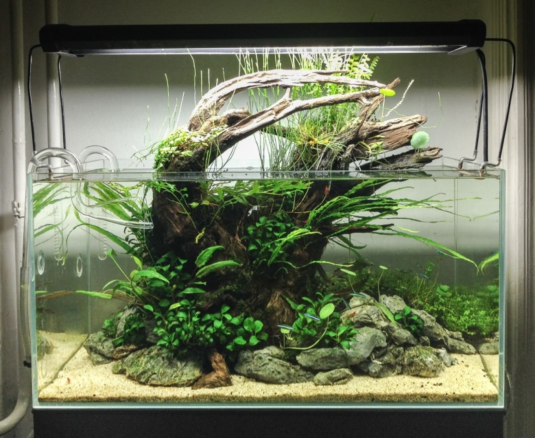 Палюдариум акваскейп