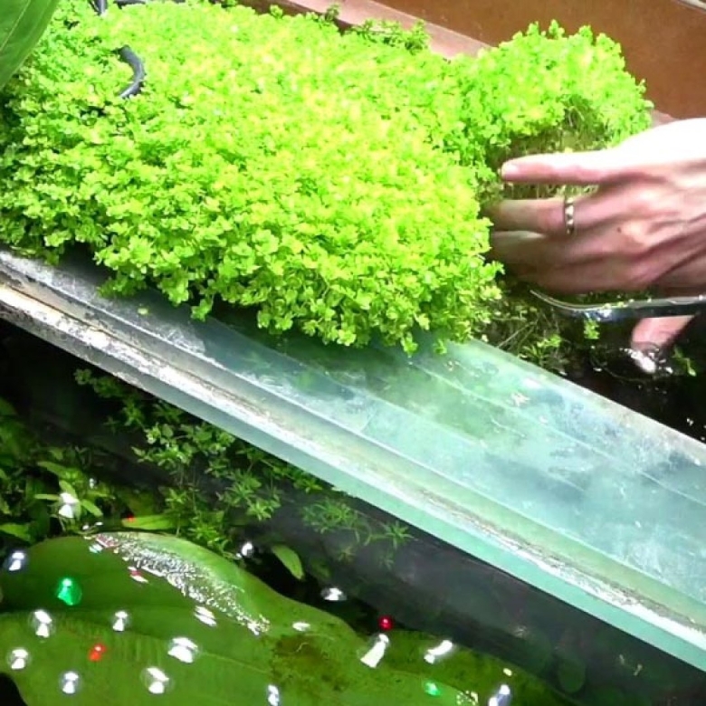 Хемиантус микрантемоидес