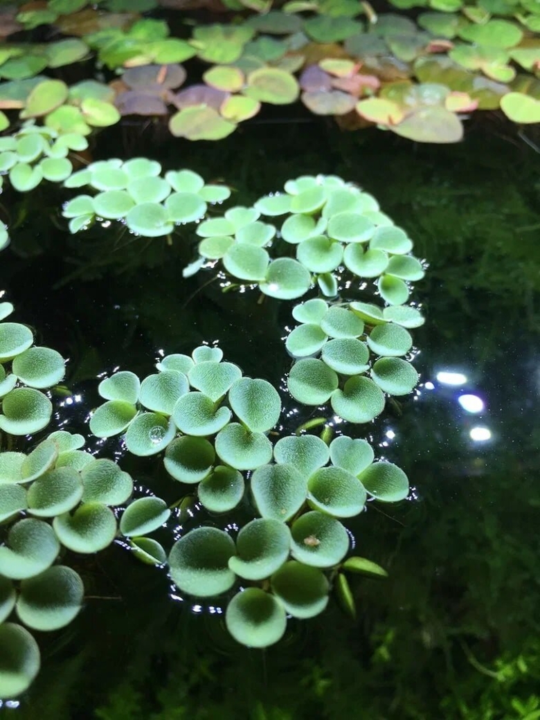 Водный папоротник Сальвиния