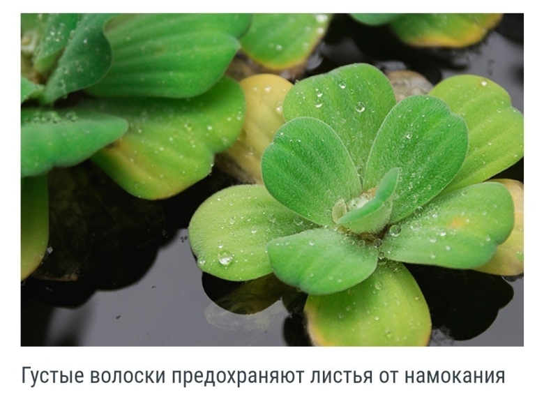 Пистия телорезовидная