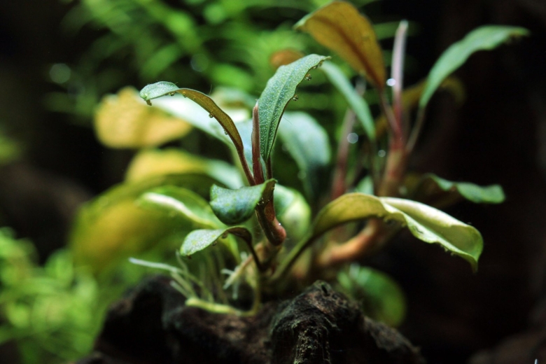 Буцефаландра для аквариума содержание в аквариуме