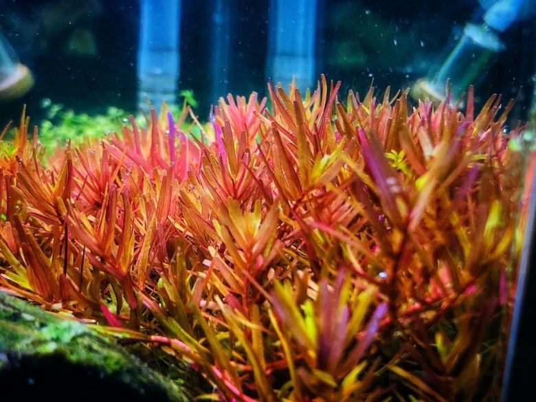 Ротала Ротундифолия красная