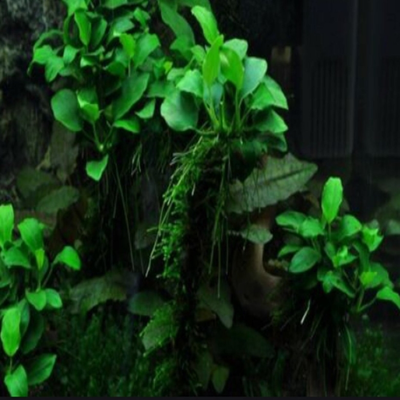 Анубиас толстолистный