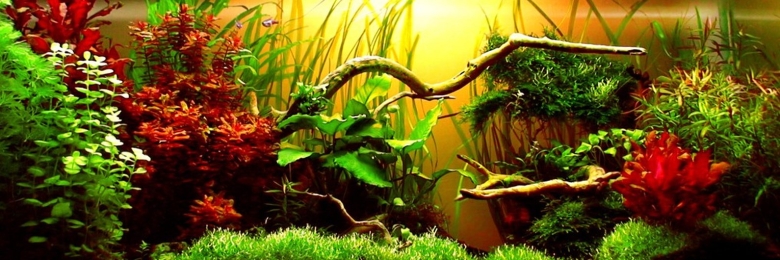 Хемиантус микрантемоидес акваскейп