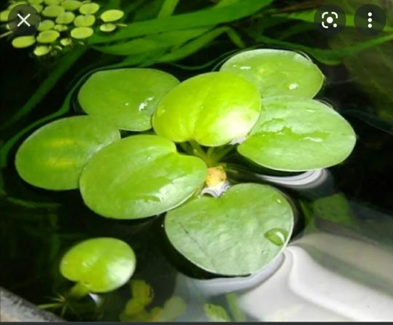 Лимнобиум лаевигатум Амазон