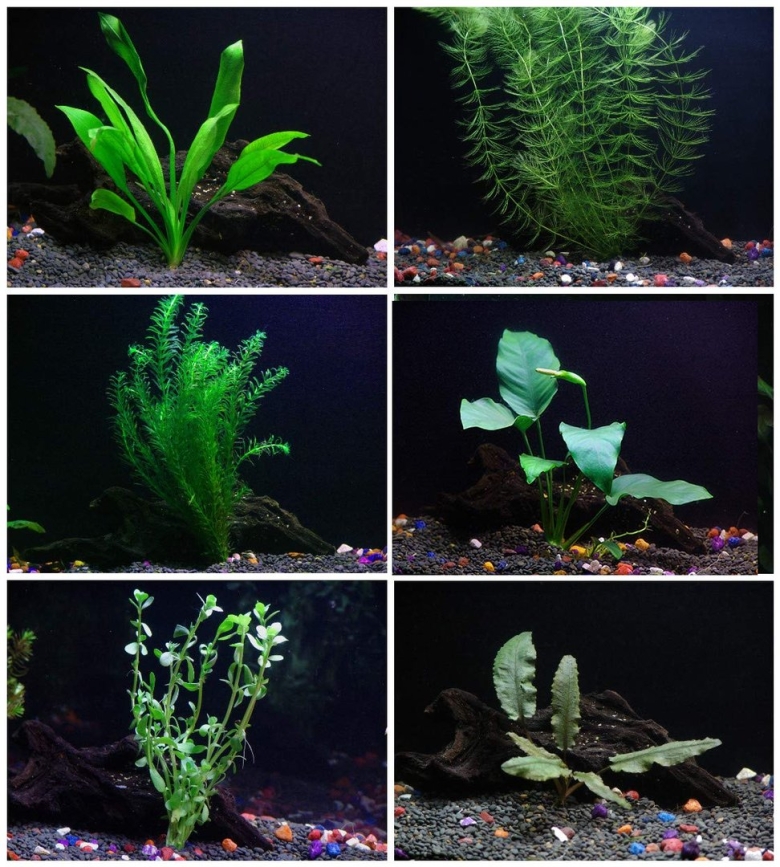 Анубиас Гигрофила