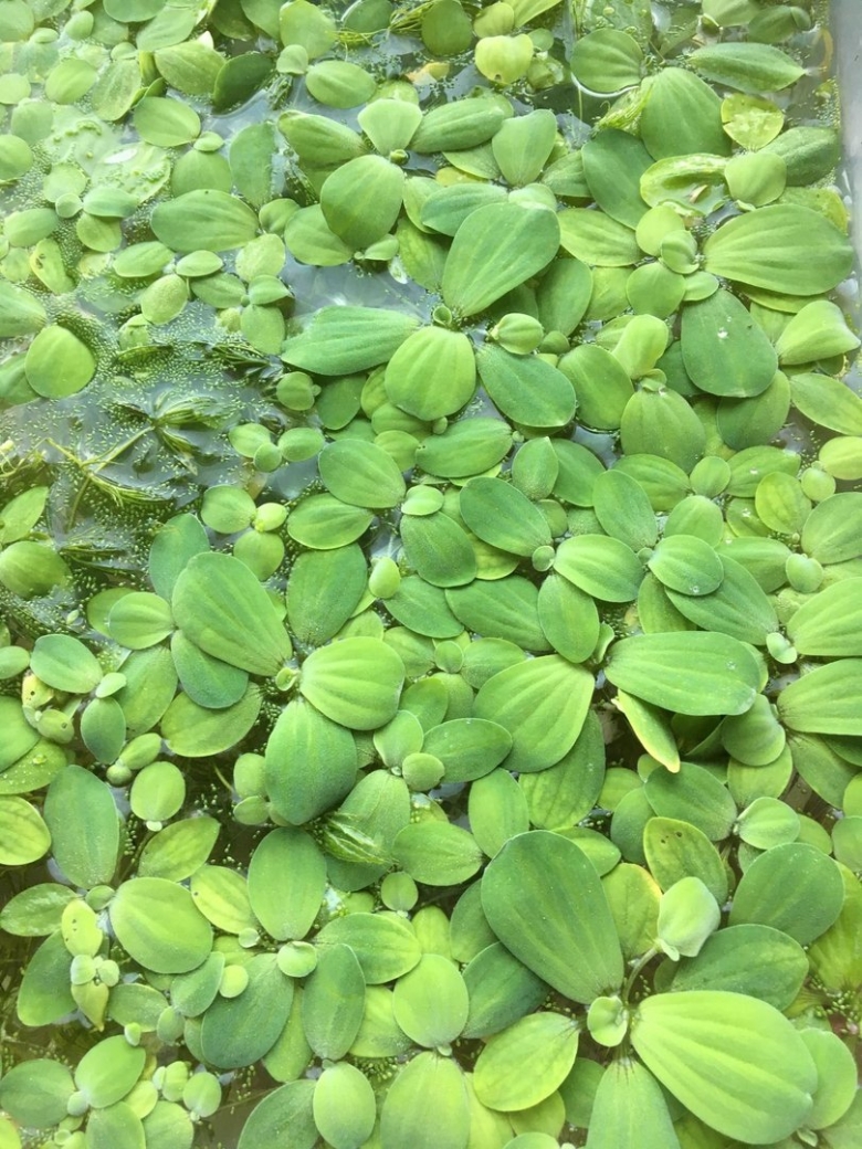 Пистия телорезовидная