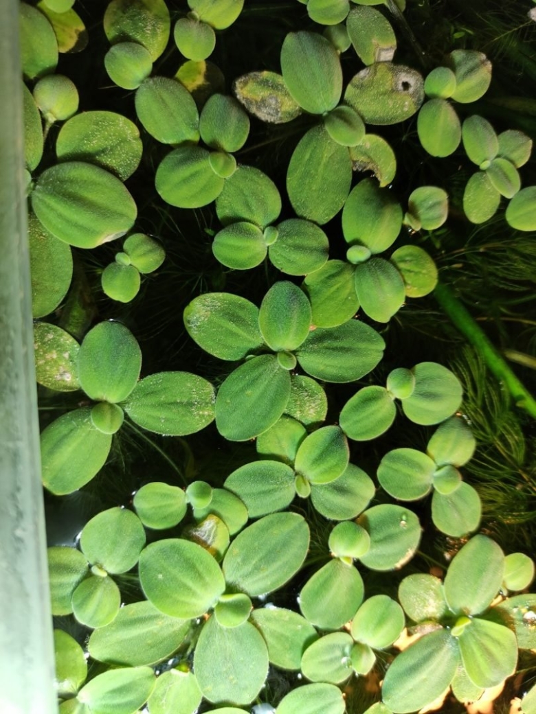 Желтеют листья пистии в аквариуме