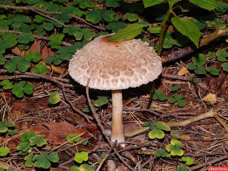 Гриб зонтик ложный
