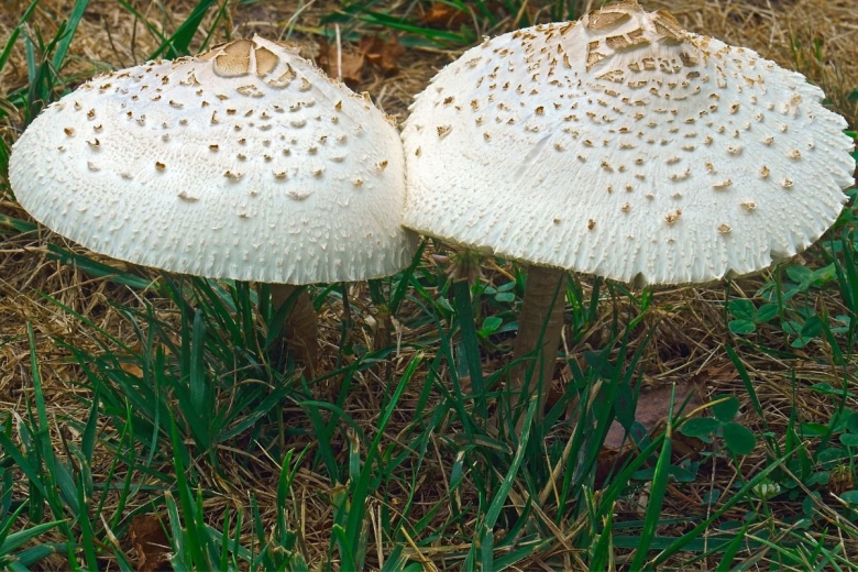 Гриб зонтик ложный