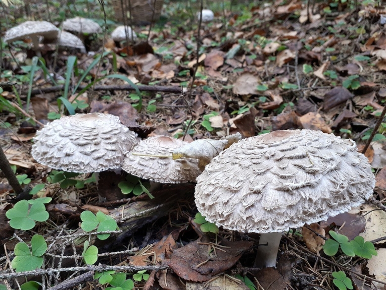 Пестрый зонтик гриб