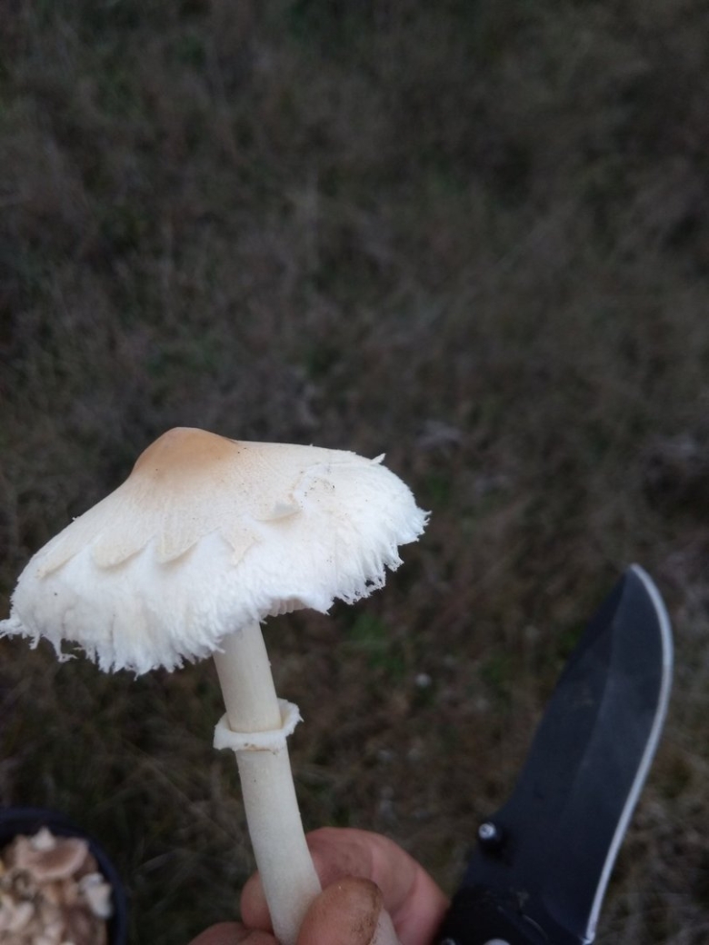 Зонтик белый macrolepiota excoriata