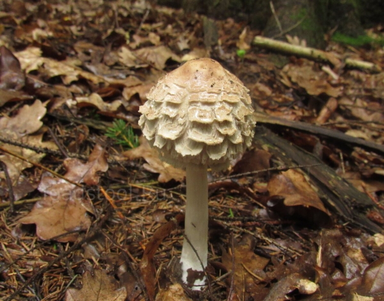 Гриб-зонтик краснеющий macrolepiota rhacodes