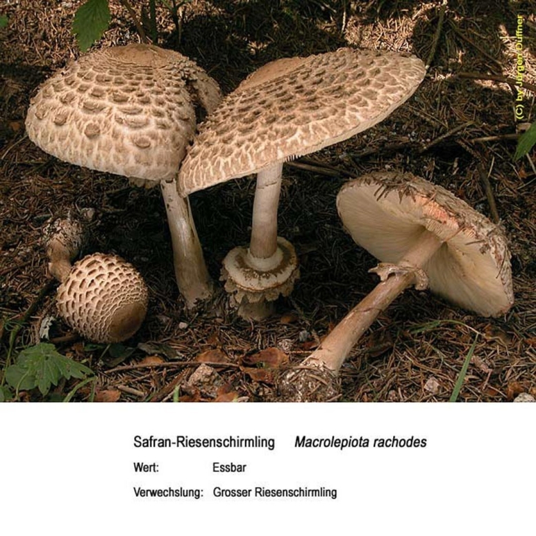 Гриб зонтик ядовитый розовеющий