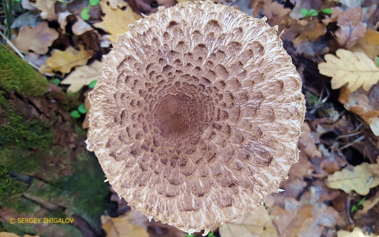 Гриб зонтик пёстрый macrolepiota procera