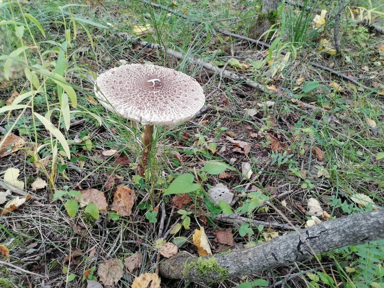 Зонтик пёстрый macrolepiota procera