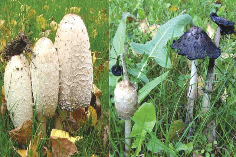 Гриб навозник белый